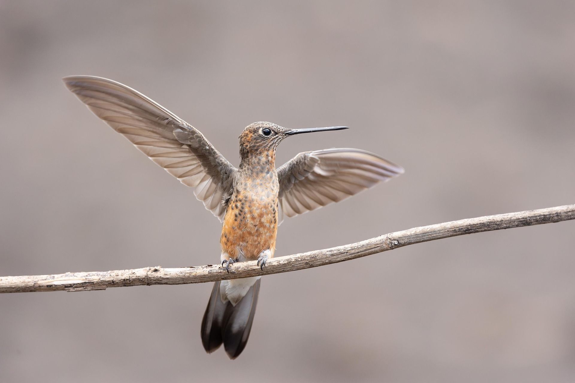 Beija-flor em voo, símbolo da EcoModas