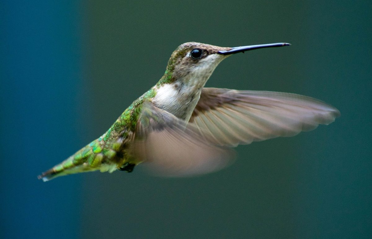 Beija-flor em pleno voo