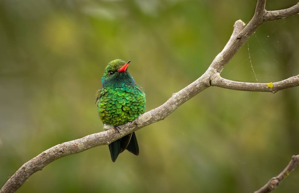 Beija-flor em voo, símbolo da EcoModas