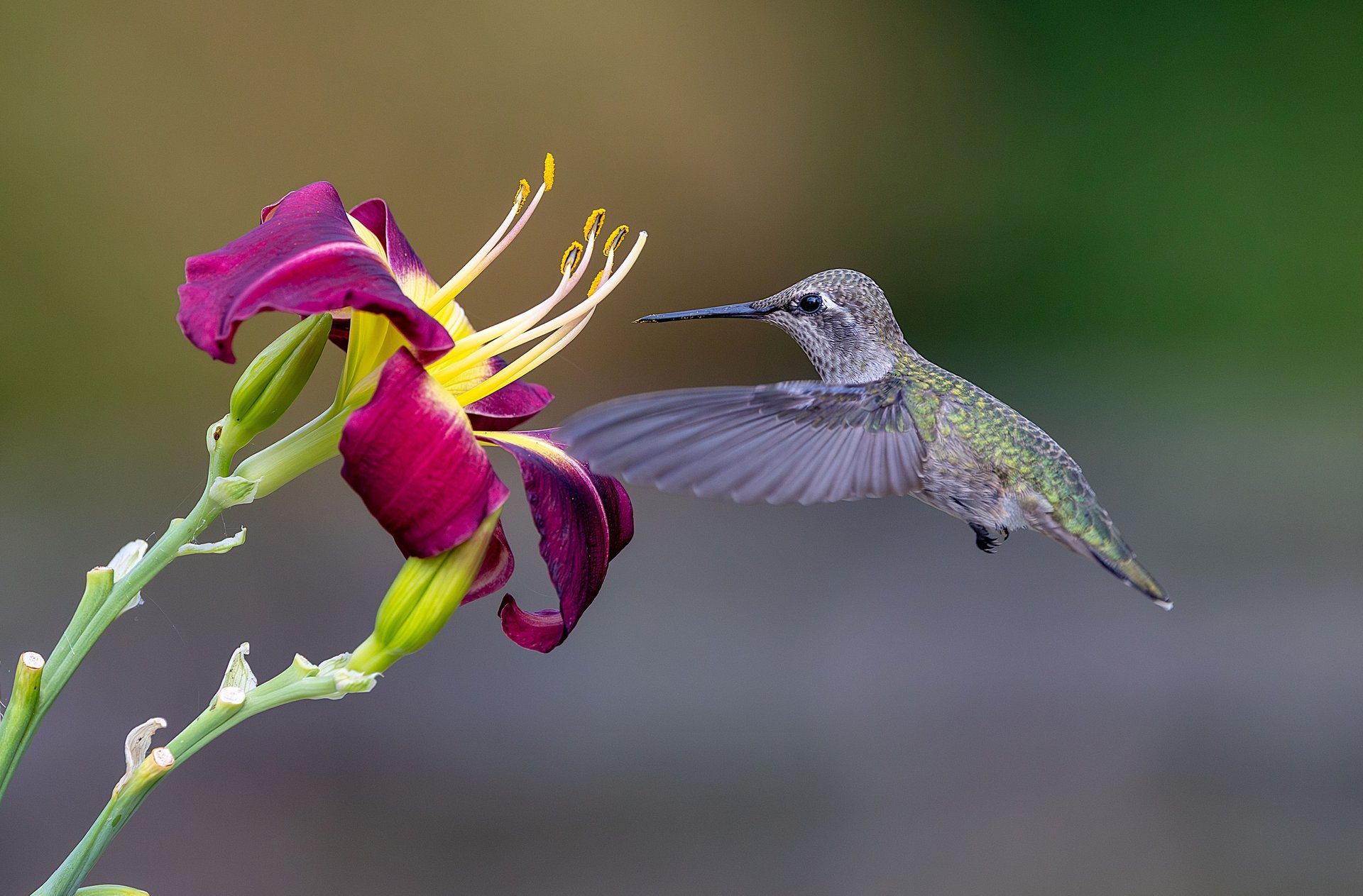 Beija-flor em voo, símbolo da EcoModas
