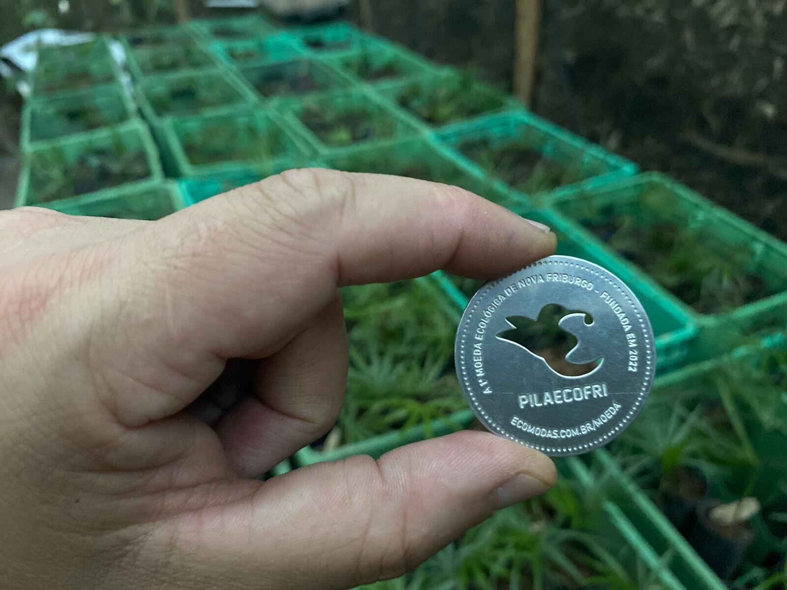 Moeda PilaEcoFri segurada em frente a bandejas de mudas nativas em produção