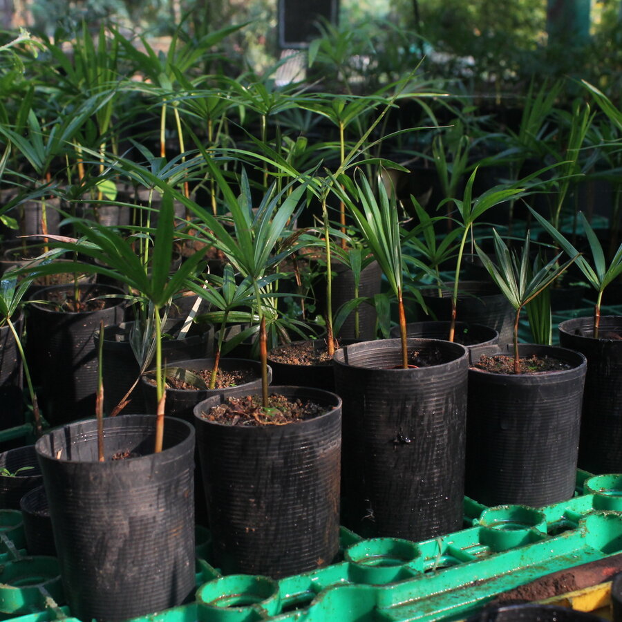 Detalhe de mudas de palmeira nativa cultivadas em cones de linha reaproveitados