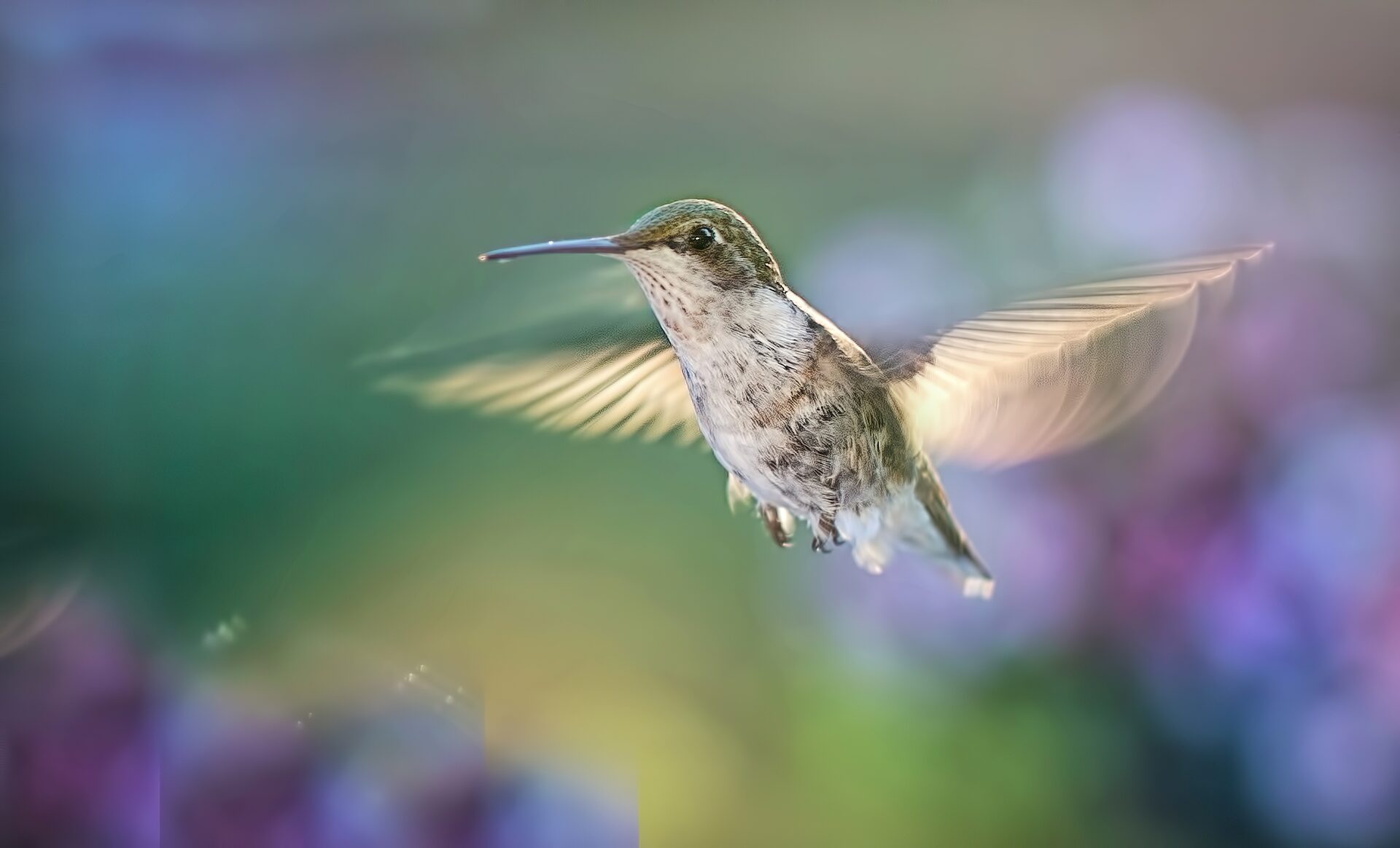 Beija-flor em voo, símbolo da EcoModas