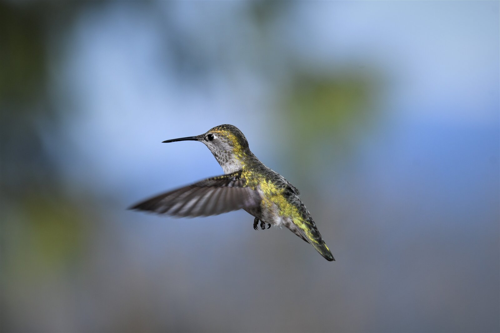 Beija-flor em voo, símbolo da EcoModas